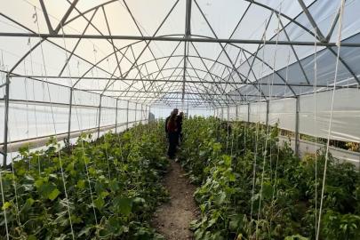 "Köye Dönüş" projesi çerçevesinde kurulan seralar sayesinde, boşaltılan köyler yeniden hayat buldu