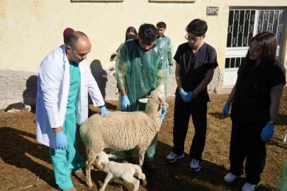 Küçükbaş hayvancılığa akademik dokunuş: 13 koyun 24 süt kuzusu doğurdu