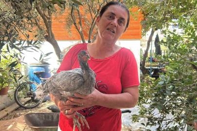 Kümesindeki 100 tavuk içerisinde mavi yumurtlayan 2 tavuğuna 10 yıldır gözü gibi bakıyor