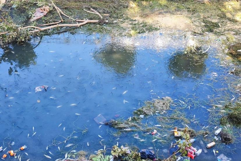 Kuraklık ve kirlilik nedeniyle sulama kanalındaki yüzlerce balık telef oldu