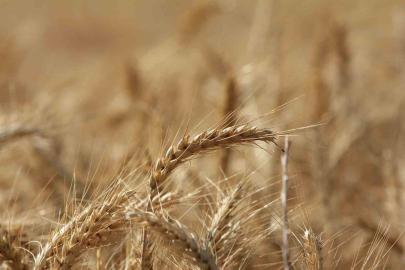 Küresel tahıl üretiminde 105 milyon tonluk rekor artış bekleniyor