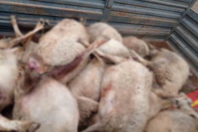 Kurt sürüsünün saldırdığı 30 küçükbaş hayvan ile 1 köpek telef oldu