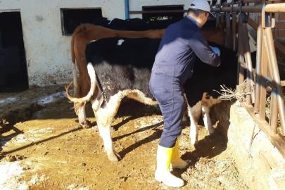 Kuyucak’ta şap alarmı