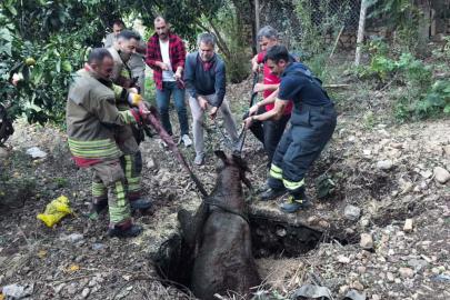 Kuyuya düşen ineği itfaiye kurtardı