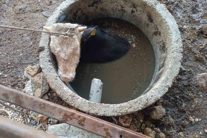 Kuyuya düşen ineği itfaiye kurtardı