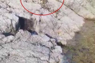 Malatya’da amatör balıkçı ile kedi arasındaki diyalog gülümsetti