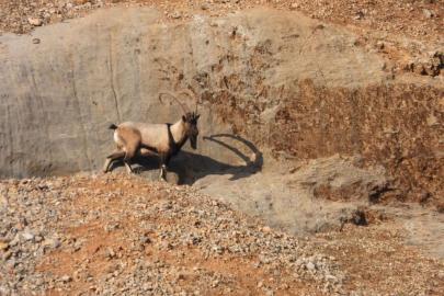 Malatya’da dağ keçileri görüntülendi