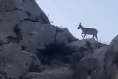 Malatya’da yaban keçileri görüntülendi