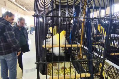 Manisa’da 3 bin kanarya yarıştı