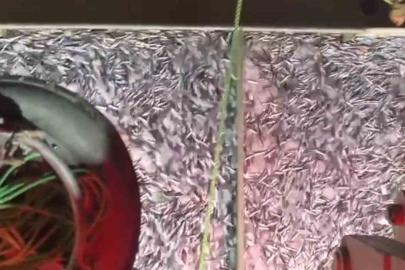 Marmara’da bereketli av: Bin kasa hamsi, bin kasa sardalya avlandı