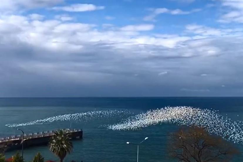 Martıların deniz üstündeki dansı izleyenleri hayran bıraktı