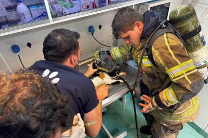 Mazgala düşen kayıp köpek ve yangında mahsur kalan kediler itfaiyenin çabasıyla kurtarıldı