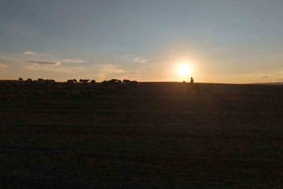 Medya dünyasından hayvancılığa: İstanbul stresini bırakıp köyde huzuru buldu