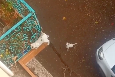 Meraklı Köpek ile Tırmanan Kedi Kameralara Renkli Anlar Yaşattı