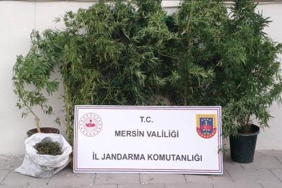 Mersin’de kenevir ekip uyuşturucu üreten şüpheli yakalandı
