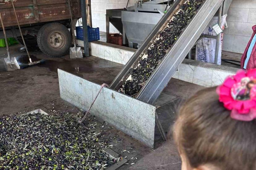 Minikler zeytinin ağaçtan sofraya uzanan serüvenini uygulamalı öğrendi