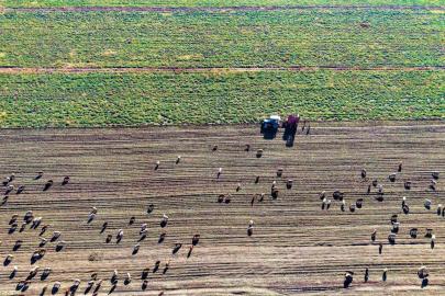Muş Ovası’nda ’tatlı’ hasat devam ediyor