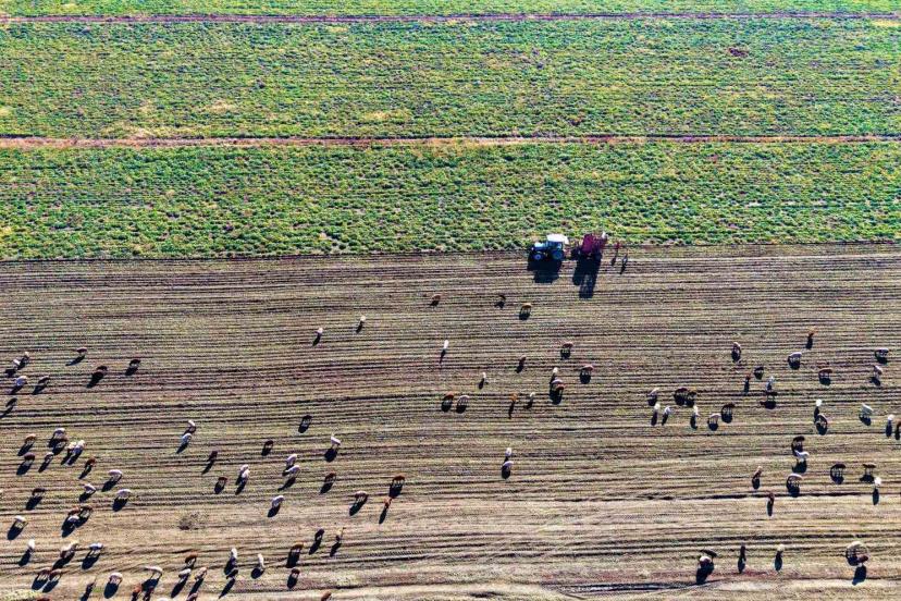 Muş Ovası’nda ’tatlı’ hasat devam ediyor