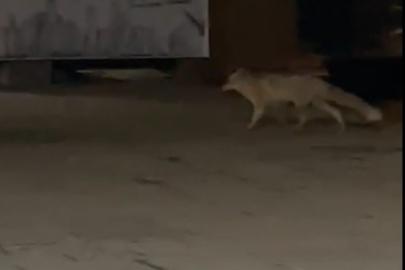 Muş’ta aç kalan tilki şehir merkezine indi