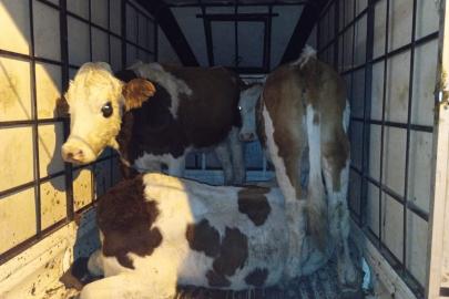 Muş’ta çalınan büyükbaş hayvanlar jandarma kontrolüne takıldı