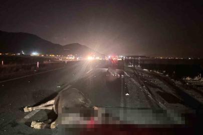 Muş’ta yola çıkan inekler kazaya neden oldu: 1 yaralı