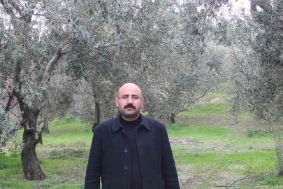 Mut’da bu yıl 120 bin ton zeytin rekoltesi bekleniyor