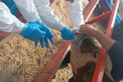 Nazilli’de şap hastalığıyla mücadele sürüyor