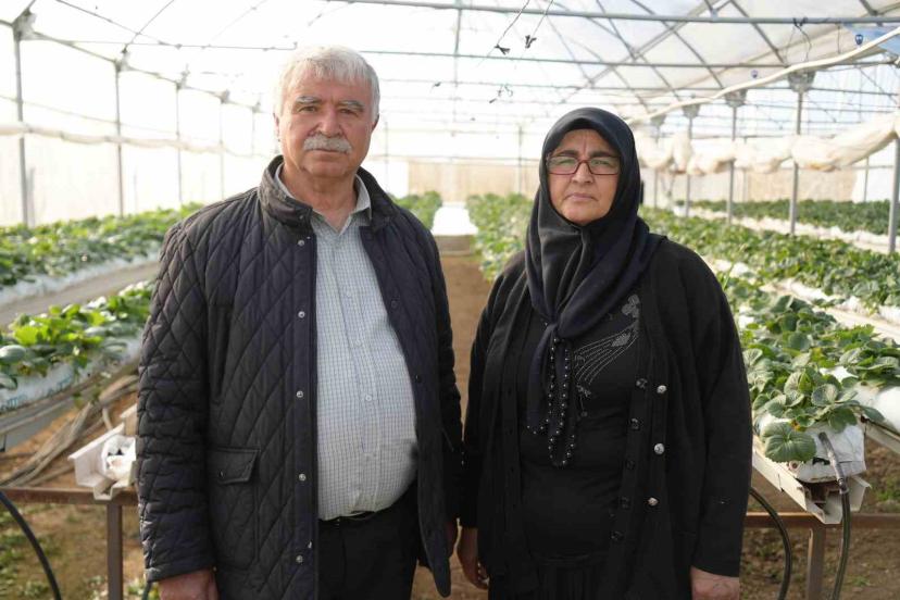 Niğde’de topraksız tarım yöntemiyle çilek üretimi kadın emeğiyle büyüyor