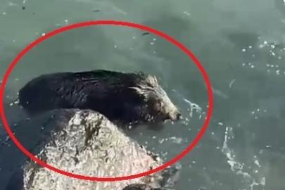 Ordu’da denizde yaban domuzu görüntülendi