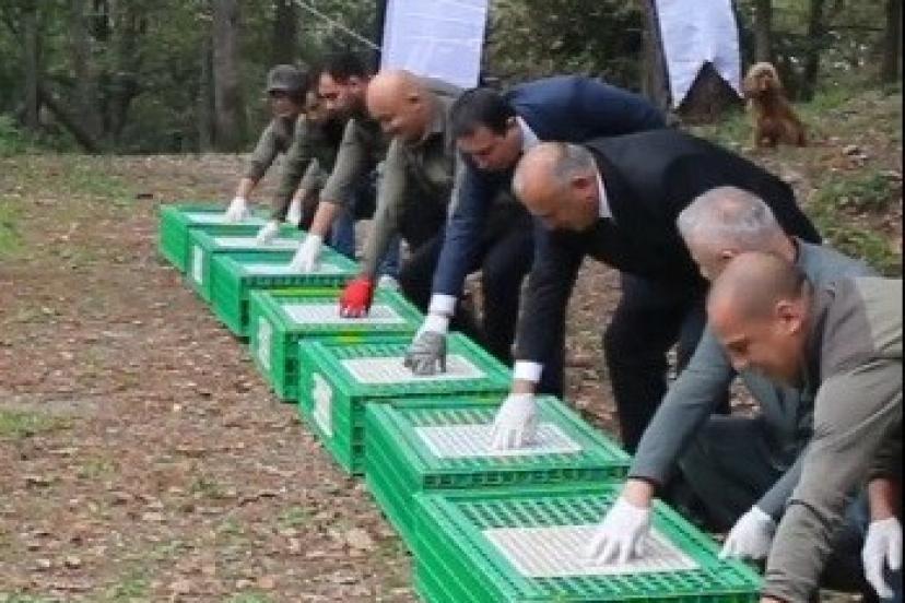 Ordu’da doğaya 200 sülün salındı