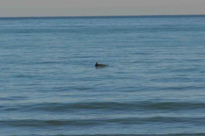 Ordu’da Yunus şöleni: Balık avı kameralara yansıdı