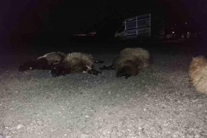 Otomobil sürüye çarptı, 8 koyun telef oldu