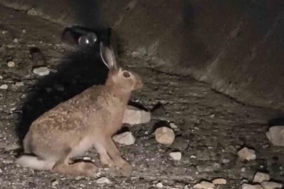 Otoyolda yabani tavşan görüntülendi