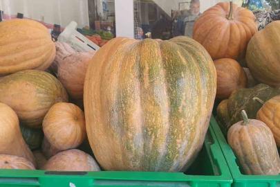 Palu’da ata tohumu kabaklar 35 kiloya ulaştı