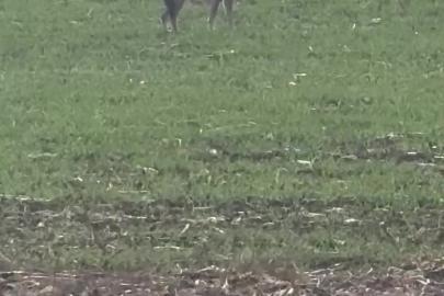 Popülasyonu artan kurtlar köylere indi