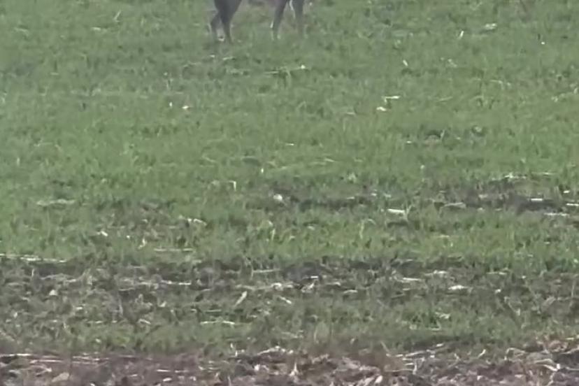 Popülasyonu artan kurtlar köylere indi