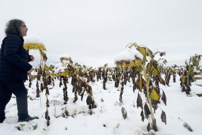 Profesörden karlı bir ayçiçeği tarlasında şaşırtan performans