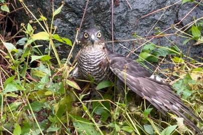 Rize’de atmacalar bıldırcın avında yarıştı