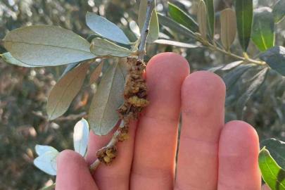 Salihli’de üreticilere zeytin dal kanseri uyarısı