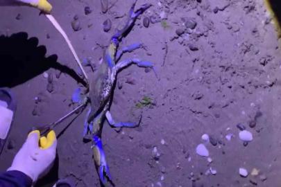 Samsun sahilinde nadir misafir: Mavi yengeç kıyıya vurdu