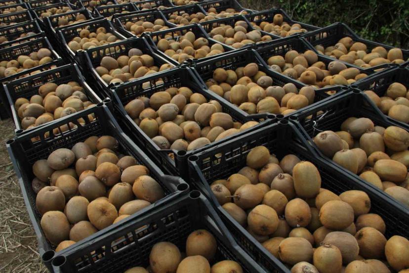 Samsun’da ‘2025 Yılı Kivi Hasat Etkinliği’