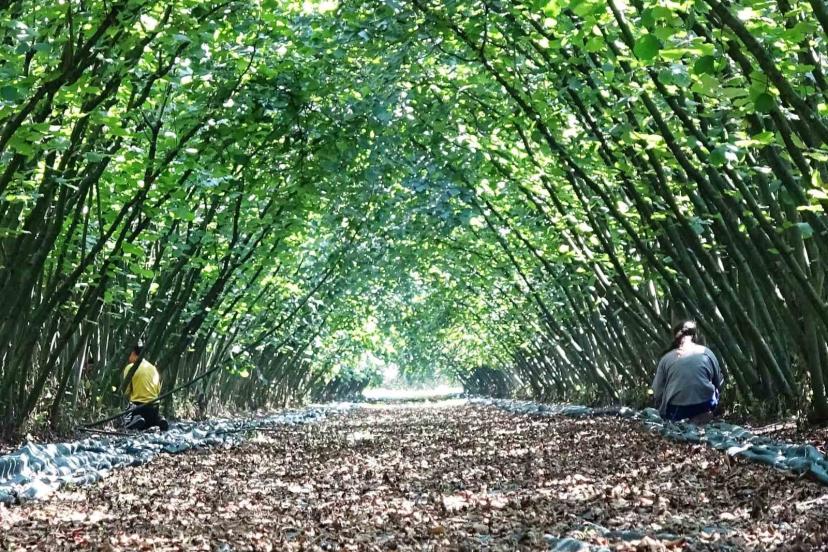 Samsun’da 63 yatırımcıya fındık hasat filesi hibesi