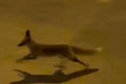 Şanlıurfa’da aç tilki kent merkezine indi