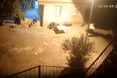 Şanlıurfa’da sırtlanlar tavuk kümesine girdi: Horoz ve tavukları çaldı