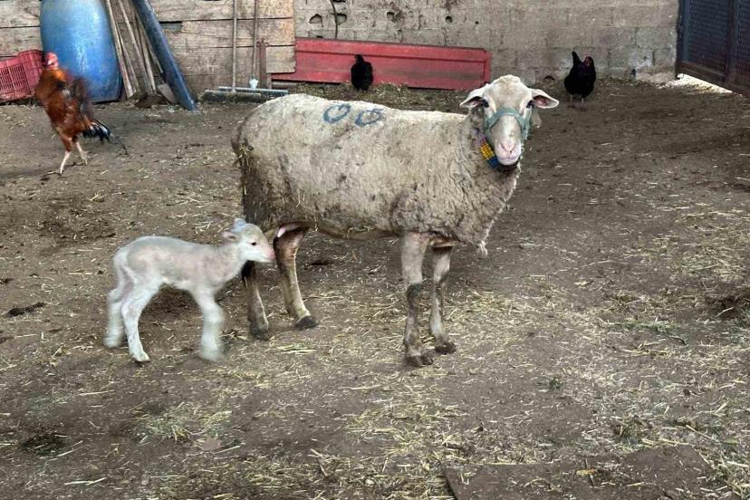 Şapa karşı ’hayvanlara küflü domates yedirmeyin, idrar içirmeyin’ uyarısı