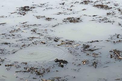 Sapanca Gölü’nden sonra bir korkutan görüntü de Efteni Gölü’nde oluştu