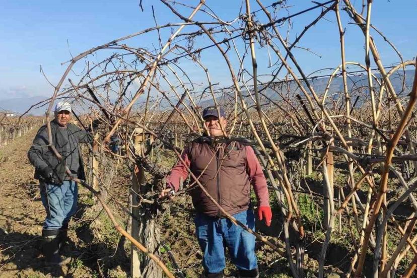 Sarıgöl’de bağ budama işçi ücretleri belli oldu