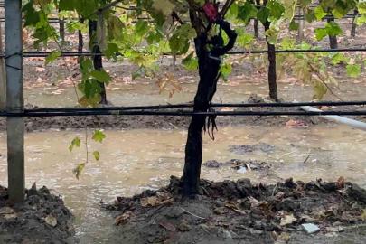Sarıgöl’de özlenen yağışlar çiftçinin yüzünü güldürdü