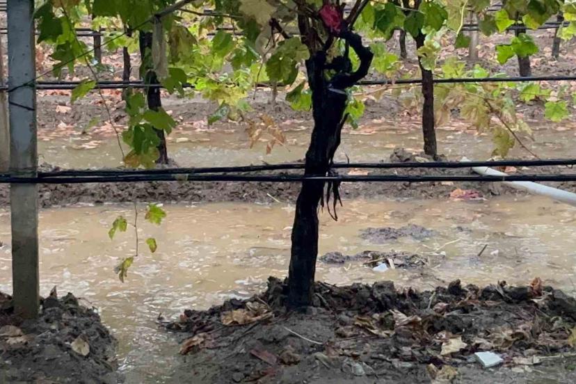 Sarıgöl’de özlenen yağışlar çiftçinin yüzünü güldürdü