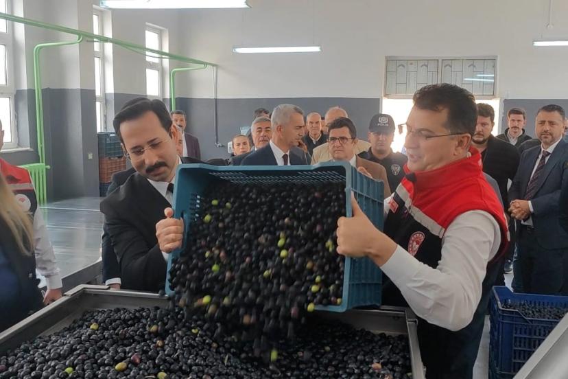 Şarköy’de zeytin hasadı yapıldı